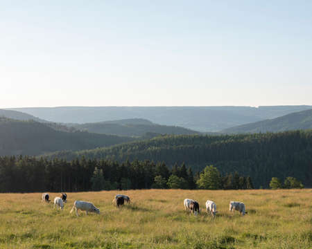 beautiful summer landscape of the belgian ardennes with cattle in warm evening light near stavelot