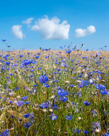 corn flowers in summer wheat field under blue sky with fluffy cloudsの写真素材