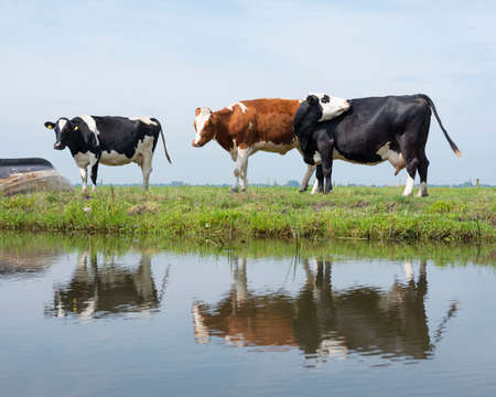 black cows and boat in green meadow reflected in water of canal under blue sky in the netherlandsの写真素材