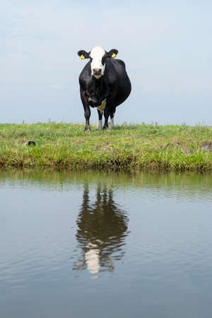 black cow in green meadow reflected in water of canal under blue sky in the netherlandsの写真素材