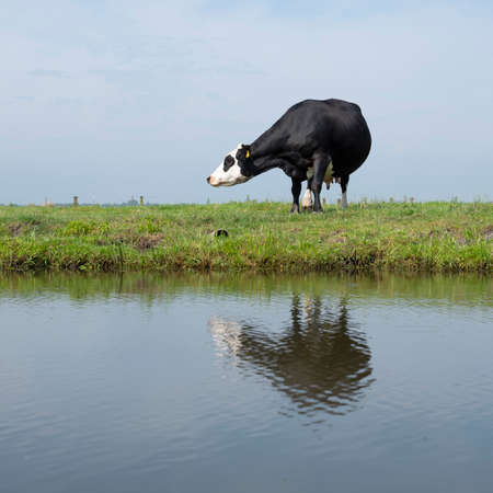 black cow in green meadow reflected in water of canal under blue sky in the netherlandsの写真素材