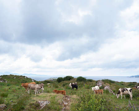 cows and calves on kerry peninsula in ireland along ring of kerryの写真素材