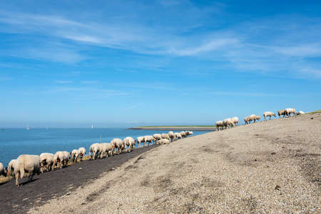 sheep on dike near waddenzee in dutch province of Friesland near harlingen under blue skyの写真素材