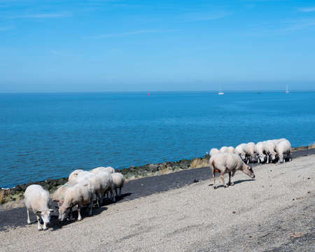sheep on dike near waddenzee in dutch province of Friesland near harlingen under blue skyの写真素材