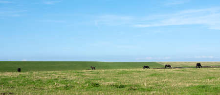 grassy landscape with horses under blue sky in dutch province of friesland on panoramic pictureの写真素材
