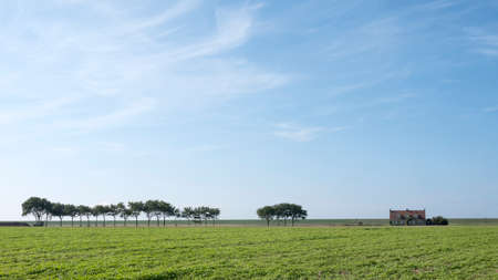 trees and lonely house under blue sky on grassy dyke in dutch province of friesland in the north of the countryの写真素材