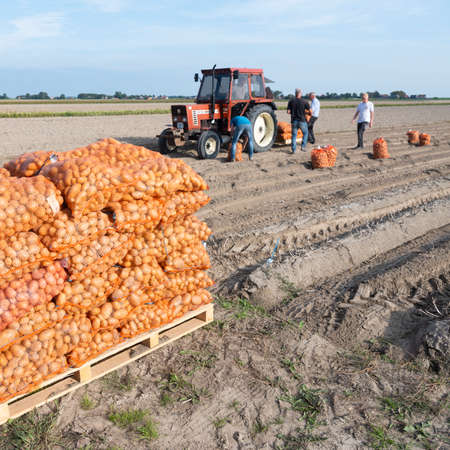 potatoes in nets on field during harvest in late summer near dokkum in dutch province of friesland under blue skyの写真素材