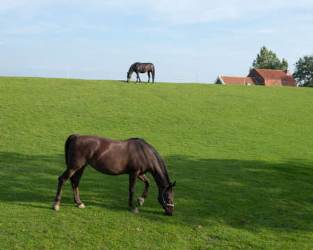 two horses on grassy dyke under blue sky in dutch province of friesland graze near farmの写真素材