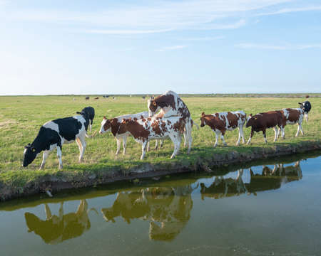 young bull mounts cow in meadow near dyke in the north of friesland with reflection in canalの写真素材
