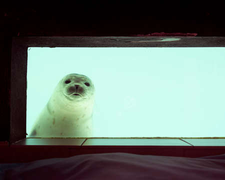 closeup of curious seal behind glass pane in pieterburenの写真素材