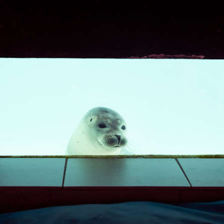 closeup of curious seal behind glass pane in pieterburenの写真素材
