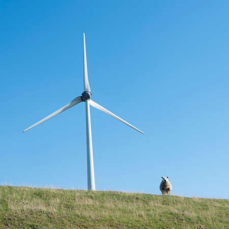 sheep on grassy dyke and wind turbine under blue sky in hollandの写真素材