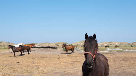 horses in several colors on german island of norderney near dune landscape under blue sky in august sunの写真素材