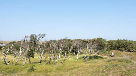 norderney, germany, 25 august 2019: people enjoy nature by riding bicycle on the german island of norderney on sunny summer day in august with blue skyのeditorial素材