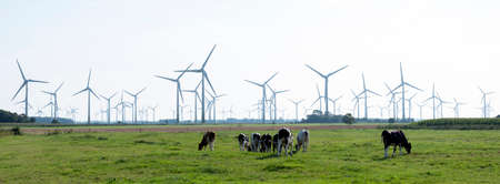 young cows and a lot of wind turbines in ostfriesland between aurich and nordenの写真素材