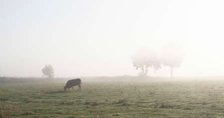 cow and morning mist with trees in the background of coutryside in german east frisiaの写真素材