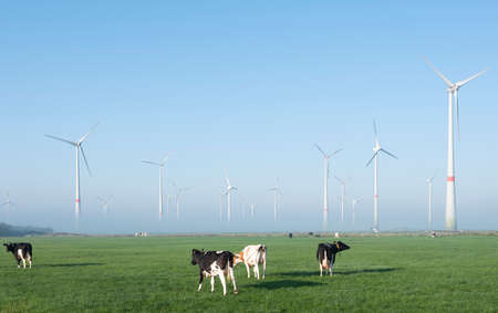 black and white cows in green meadow near wind farm in german lower saxony on foggy summer morning under blue skyの写真素材