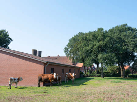 cows near typical red brick farm between Lingen and Rheine in south of german part lower saxonyの写真素材