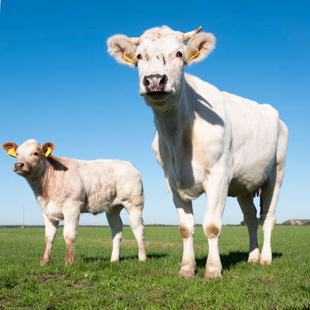 white cow and calf under blue sky in green grassy dutch meadow near amersfoort in the netherlandsの写真素材
