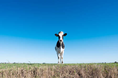 black and white calf in green meadow under blue sky in holland near amersfoortの写真素材