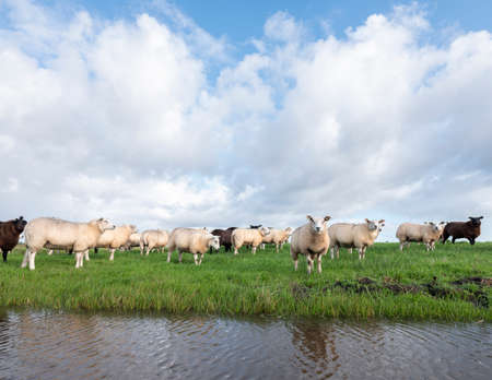 flock of sheep in green grassy meadow behind canal with reflections of sky and clouds in the netherlandsの写真素材