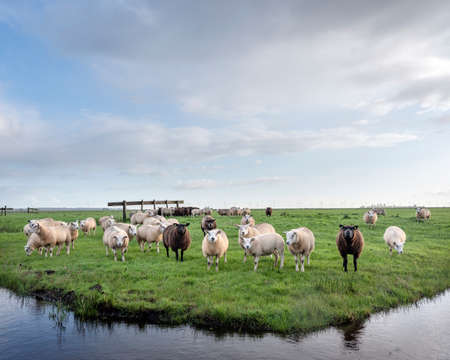flock of sheep in green grassy meadow behind canal with reflections of sky and clouds in the netherlandsの写真素材