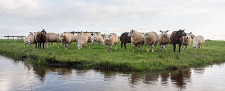 flock of sheep in green grassy meadow behind canal with reflections of sky and clouds in the...
