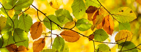 panorama picture of colorful autumn leaves of beech tree in the fall