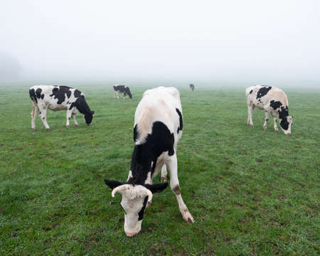 young and curious black and white cows in early morning green misty meadowの写真素材