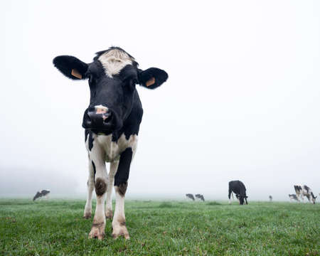 young and curious black and white cows in early morning green misty meadowの写真素材