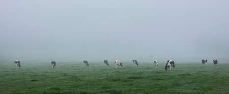 young and curious black and white cows in early morning green misty meadow