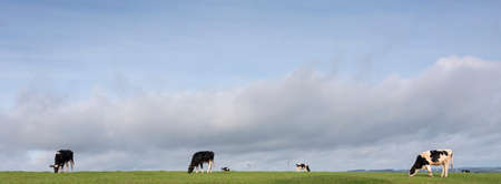 black and white cows graze in green german eifel meadow under blue sky with large clouds in autumn