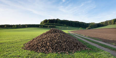 large pile of beets in rural landscape of south limburg in the netherlands on sunny autumn dayの写真素材
