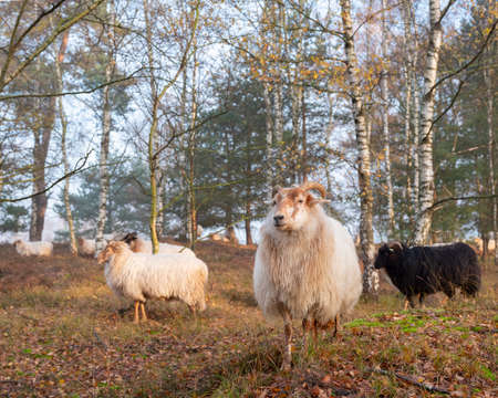 flock of sheep in colorful fall forest near utrecht and zeist in the netherlandsの写真素材