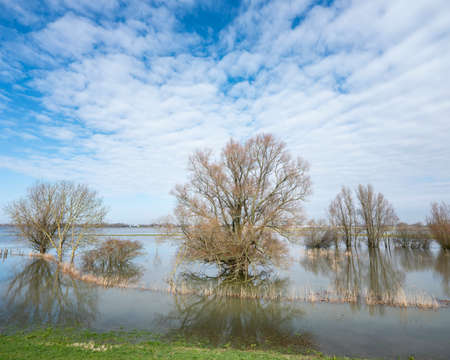 flooded trees in water of river waal near loevestein castle in the netherlands and reflections on...