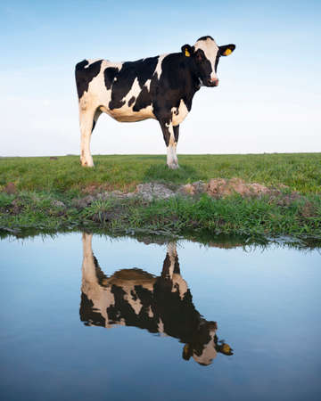 black and white cows in green meadow reflected in water of canal under blue sky in the netherlandsの写真素材