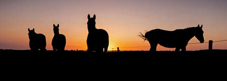 silhouette of four horses in meadow against colorful sky at sunsetの写真素材