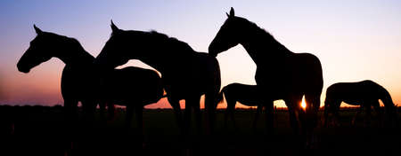 panorama silhouette of horses in meadow against colorful sky at sunsetの写真素材