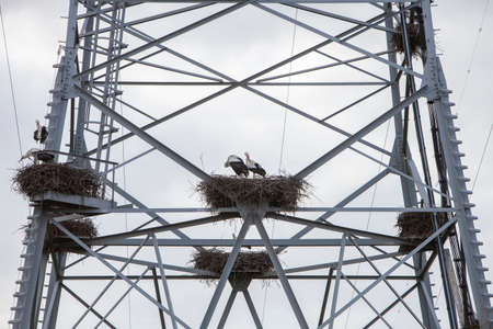 stork nests in electricity pylon under grey skyの写真素材