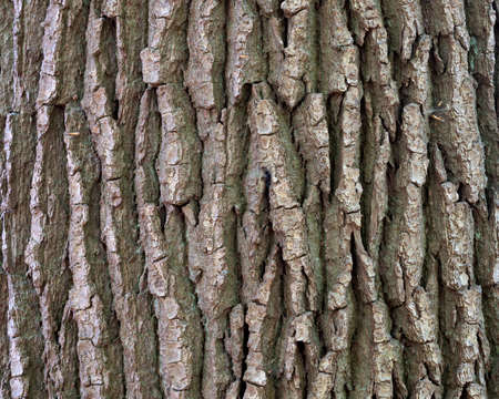 closeup of pattern on old oak tree bark