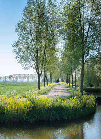 beautiful rural country road with yellow flowers and trees in the centre of holland reflected in...