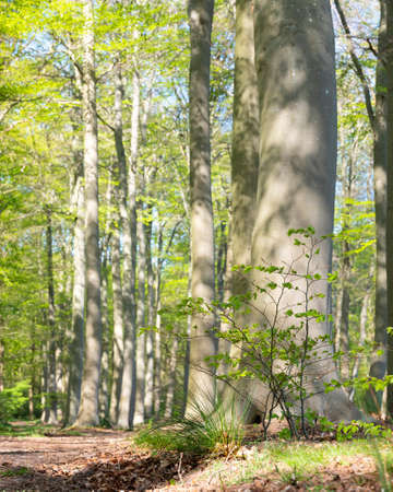 fresh green forest on spring morning in april with young beech leavesの写真素材