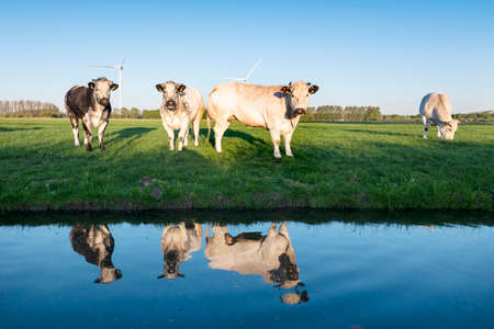 beef cows in green meadow under blue sky reflected in water of canal in early morning sunlightの写真素材
