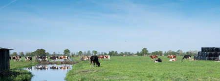 black and white holstein cows in green grassy spring meadow cross water of canal under blue sky in the netherlandsの写真素材