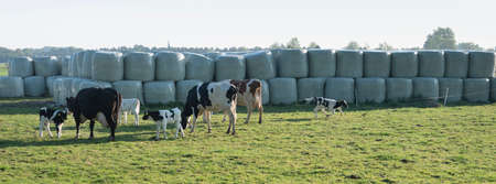 spotted cows and calves near hay bales in spring meadow near utrecht in the netherlands