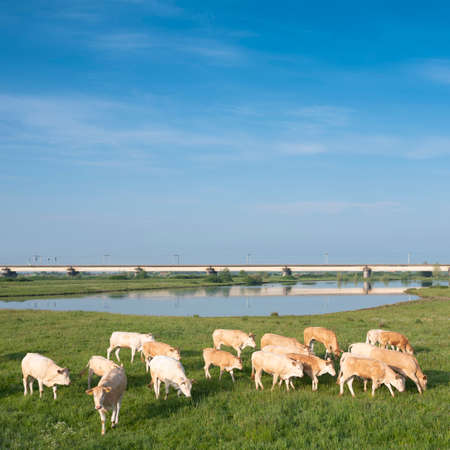 light brown beige cows near railway bridge over river lek in the netherlands between utrecht and culemborgの写真素材