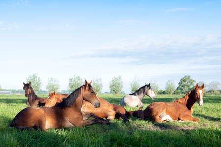 young horses lie in green grassy meadow under blue dutch sky in the netherlandsの写真素材