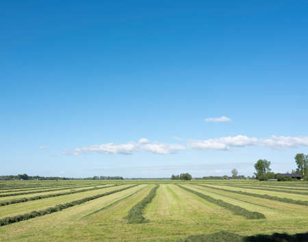 field with hay swaths in the centre of the netherlands near city of leerdam under blue sky