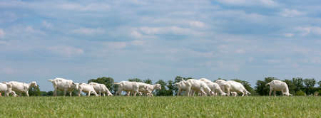 large herd of white goats in green grassy meadow under blue sky with white clouds in centre of holland near utrechtの写真素材