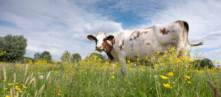 red and white spotted cow in meadow with yellow buttercup flowersの写真素材
